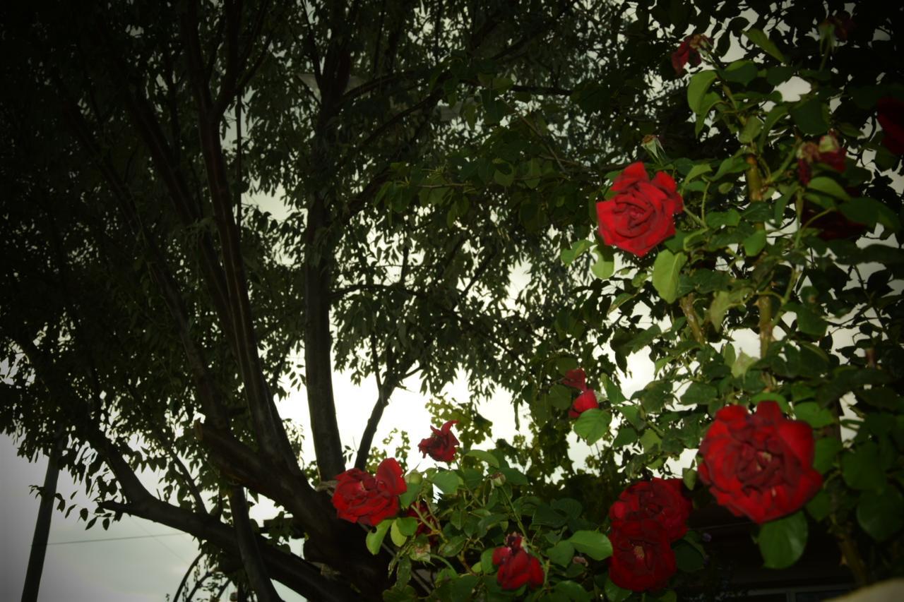 Ipekyolu Garden Konukevi Avanos